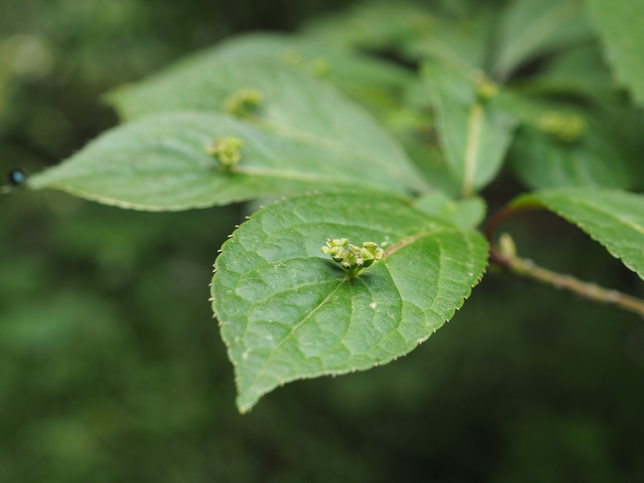 棉花生長需求與當(dāng)下農(nóng)業(yè)發(fā)展的關(guān)鍵因素解析